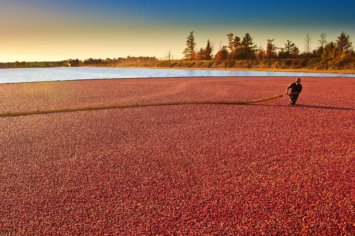 Commercial excellence in the cranberry industry
